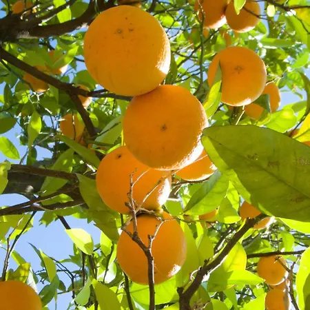 Lemons View Sorrento